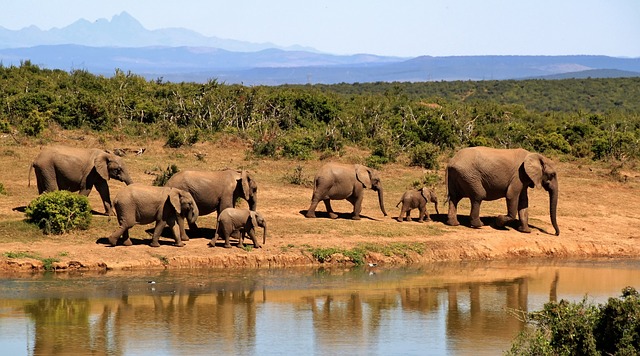 stádo slonů